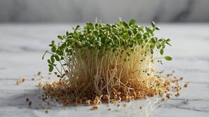 Alfalfa in Skincare and Health - Imara Derma