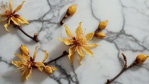 Why Witch-Hazel is So Good for You - Imara Derma